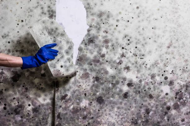 Best Attic Mold Removal  in Ottawa Hills, OH